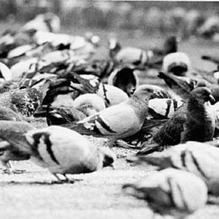 Troppi piccioni a Sassello: il mangime anticoncezionale non basta, scatta il piano di controllo per la cattura