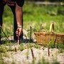 “Agricoltura 4.0: Dal Presente al Futuro”, il Rotary Club Albenga in prima linea per la valorizzazione dell’asparago violetto