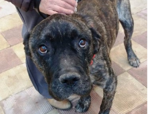 Appello per salvare Arturo: "Ha bisogno di cure"