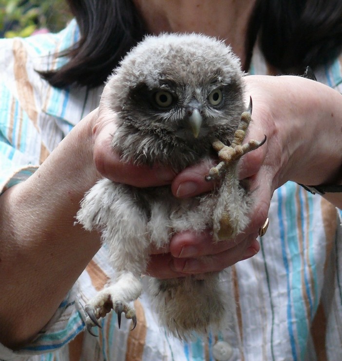 Due allocchi (nel senso di rapaci) soccorsi