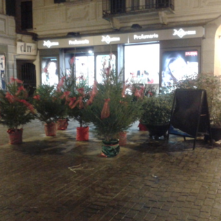 Cairo si prepara alle festività con i &quot;boschetti&quot; natalizi