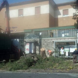 Finale Ligure, al via l'abbattimento dei pini marittimi davanti alla stazione
