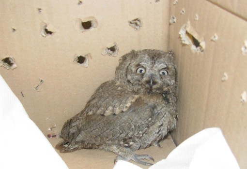 AAA cercasi “volontari staffettisti”, l'appello dell'Enpa