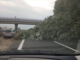 Maltempo sulla Granda, albero cade sulla Torino-Savona nei pressi di Cervere