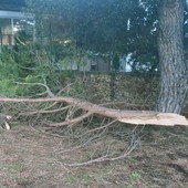 Albero caduto e danni agli arredi, chiude per qualche giorno il parco Marabotto di Legino (FOTO)