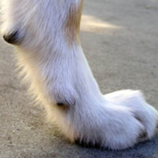 Loano: arriva "Vivere i nostri amici Pelosi" Loano: arriva "Vivere i nostri amici Pelosi"