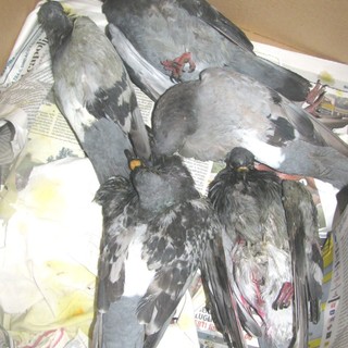 L'Enpa denuncia: avvelenamento di colombi a Savona