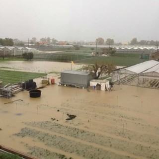 Albenga: agricoltura in ginocchio, in molti sull'orlo della chiusura