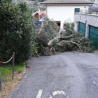 Tovo, albero crolla per il vento in via Rocca: sul posto vigili del fuoco e polizia locale (FOTO) Tovo, albero crolla per il vento in via Rocca: sul posto vigili del fuoco e polizia locale (FOTO)