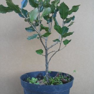 Varazze oggi celebra la festa dell'albero: messe a dimora alcune piante di leccio