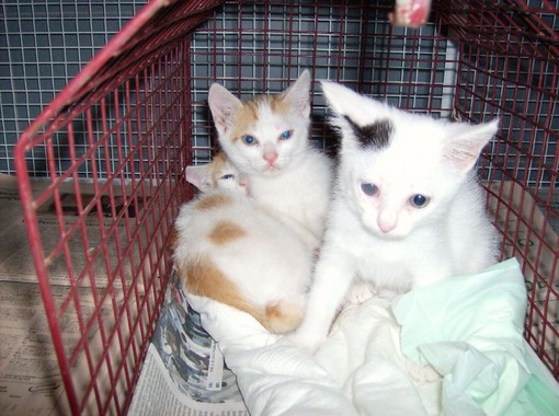 Savona, domenica intitolazione dell' oasi felina della zona Paip alla memoria di Andrea Delfino