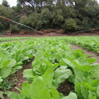 Agricoltura, arriva in Parlamento la proposta di sgravi fiscali per la cura e il recupero dei terreni