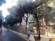 Taglio alberi nel cantiere ex San Paolo, il vice sindaco ribatte ai Verdi: &quot;L'ambiente è tutelato, ci saranno nuove piante&quot;