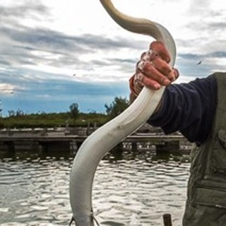 L'appello dell'OSA: "Festeggiamo un Natale sostenibile senza uccidere animali" L'appello dell'OSA: "Festeggiamo un Natale sostenibile senza uccidere animali"