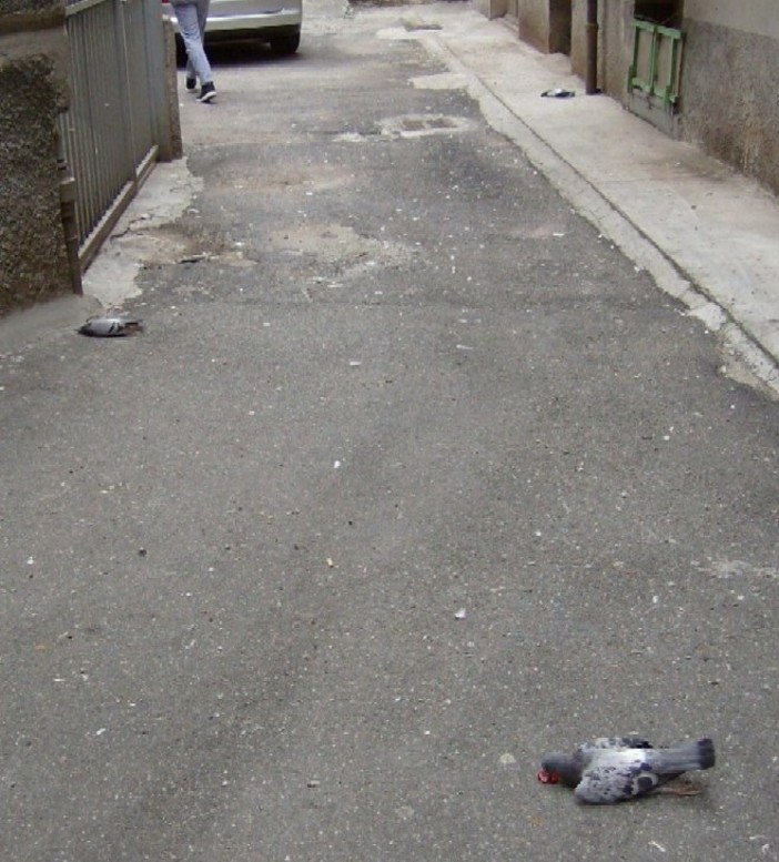 Enpa: "Il sindaco condanni gli avvelenatori"