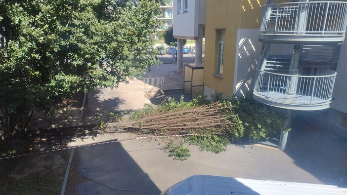 Savona, crolla un grosso ramo nei giardini delle scuole di Legino: fortunatamente nessun ferito