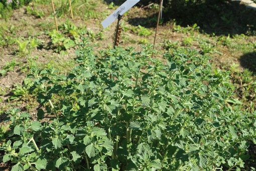 Coldiretti Savona, per il florvivaismo stop definitivo al contributo Conai sui vasi nel ciclo produttivo