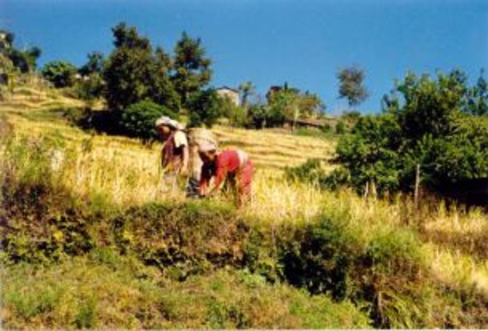 I giovani tornano a coltivare la terra in Val Bormida I giovani tornano a coltivare la terra in Val Bormida