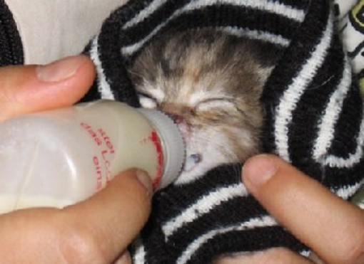 Noli: gattini nell'immondizia. Complimenti all'autore del bel gesto. Salvati dall'Enpa Noli: gattini nell'immondizia. Complimenti all'autore del bel gesto. Salvati dall'Enpa