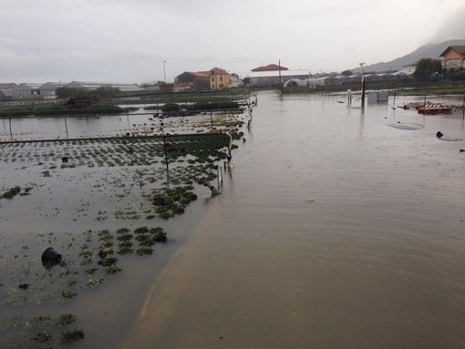 Danni da piogge alluvionali nell'albenganese, il Cia chiede il pieno riconoscimento della calamità