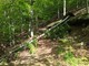 Albissola Marina, al via all'abbattimento degli alberi pericolanti