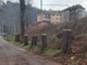 Alberi tagliati a Ferrania, le opposizioni insorgono. Il sindaco Lambertini: "Erano malati, ripiantumeremo il viale"