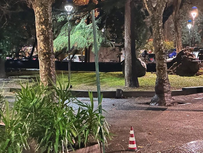 Savona, crolla un albero nei giardini di Piazza del Popolo: fortunatamente nessun ferito