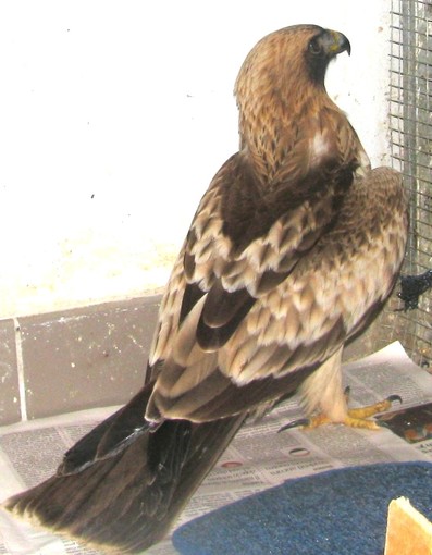 Albenga: ancora un'aquila minore soccorsa dall'Enpa Albenga: ancora un'aquila minore soccorsa dall'Enpa