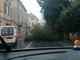 Finale Ligure, cade albero sulla via Aurelia: disagi al traffico (FOTO) Finale Ligure, cade albero sulla via Aurelia: disagi al traffico (FOTO)