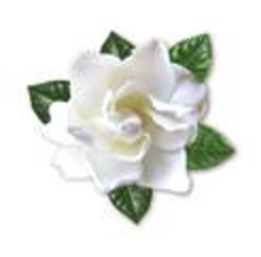 Sabato e domenica aiuta la ricerca sulla sclerosi multipla: compra la Gardenia dell'Aism Sabato e domenica aiuta la ricerca sulla sclerosi multipla: compra la Gardenia dell'Aism