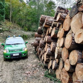 Verifiche e controlli dei forestali in Val Bormida. Multa da 5mila euro ad un boscaiolo per taglio fuori calendario