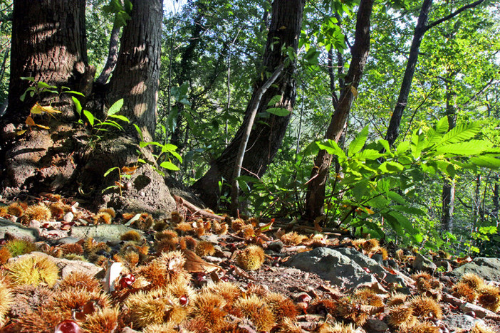 Ritrovato il fungaiolo disperso sul Beigua