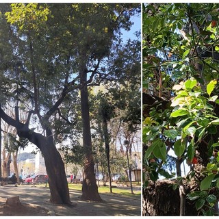 Savona, ai giardini di Piazza del Popolo un esemplare di albero della canfora, uno dei pochi in provincia