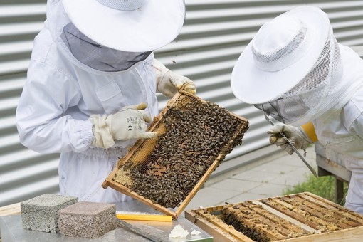 Regione, 76 mila euro per sostenere l'apicoltura