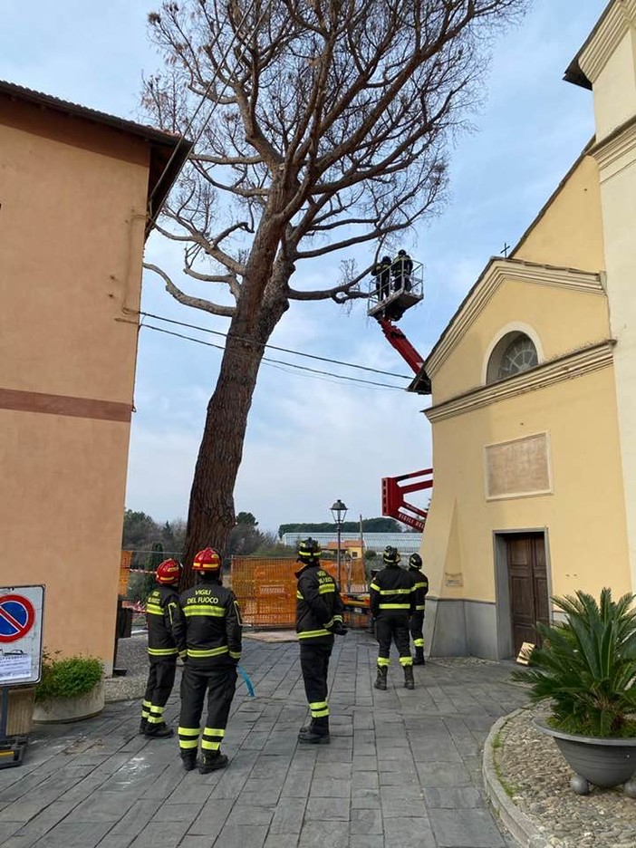 Albenga: abbattuti 4 pini pericolosi a Campochiesa, saranno sostituiti con 6 lecci