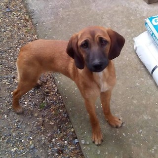 Immagine tratta dalla pagina Facebook "Adottaliguria"