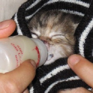 Noli: gattini nell'immondizia. Complimenti all'autore del bel gesto. Salvati dall'Enpa