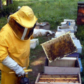 Cairo: una giornata per scoprire l'Apicoltura e tutti i suoi segreti