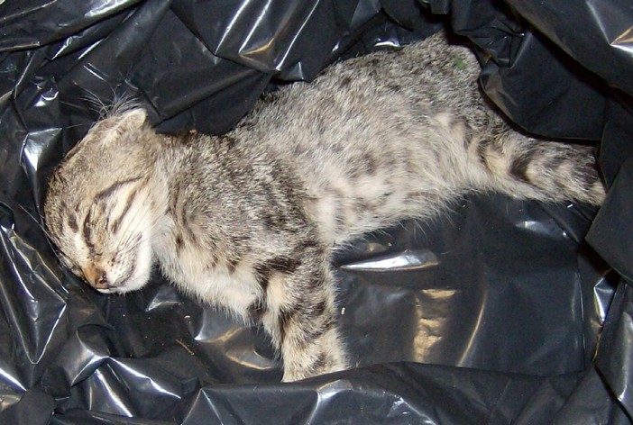 Una degli animali vittima