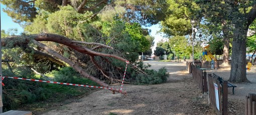 Monitoraggio dei pini marittimi al Prolungamento: dopo il crollo, incarico all'agronomo