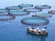 Pesca e acquacoltura, via libera al Bando per coprire gli extracosti delle imprese per tensioni in Medioriente