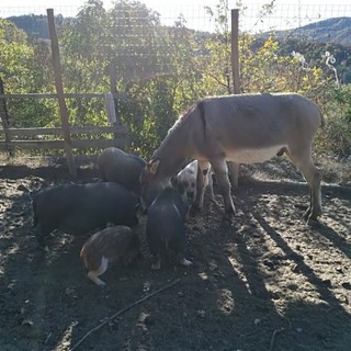 Sara lancia il crowdfunding per realizzare a Giusvalla un rifugio per animali in difficoltà