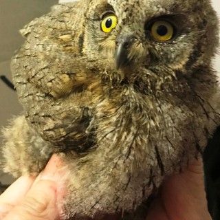 Allerta Enpa: "Piovono assioli e civette"