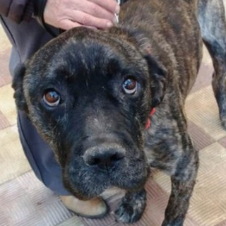 Appello per salvare Arturo: "Ha bisogno di cure"