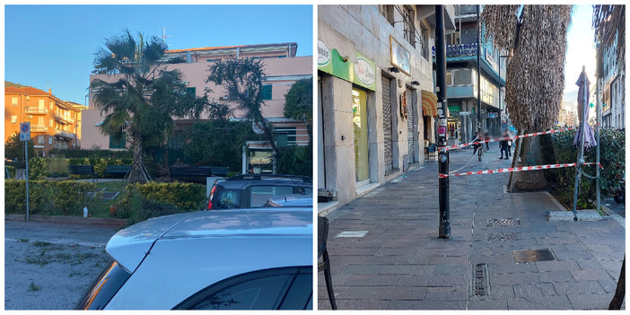 Il vento sferza la riviera, alberi e finestre pericolanti: a Borgio Verezzi una pianta crolla su un'auto Il vento sferza la riviera, alberi e finestre pericolanti: a Borgio Verezzi una pianta crolla su un'auto