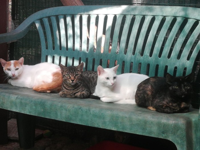Albissola: i bimbi che hanno frequentato Bagni Acqua Limpida aiutano il gattile "Amico Gatto" Albissola: i bimbi che hanno frequentato Bagni Acqua Limpida aiutano il gattile "Amico Gatto"