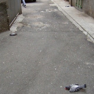 Enpa: "Il sindaco condanni gli avvelenatori" Enpa: "Il sindaco condanni gli avvelenatori"