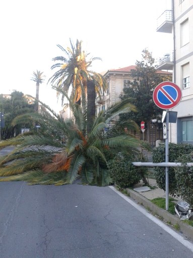 Albenga: l’appello del consigliere  Nucera “Le palme colpite dal punteruolo vengano abbattute”