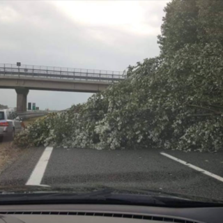 Maltempo sulla Granda, albero cade sulla Torino-Savona nei pressi di Cervere