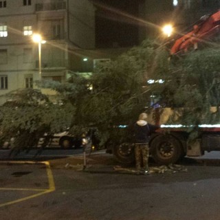 L'albero di Natale della Croce Bianca di Albenga arriva quest'anno da Caprauna L'albero di Natale della Croce Bianca di Albenga arriva quest'anno da Caprauna